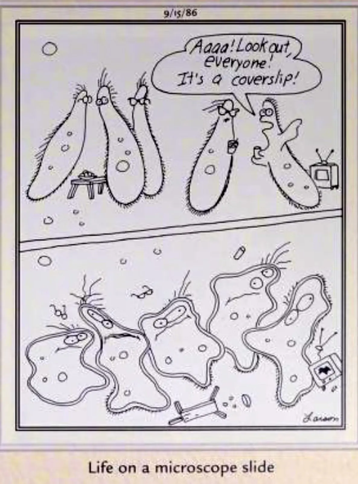 Far Side, 15 de septiembre de 1986, amebas aplastadas por un portaobjetos de microscopio